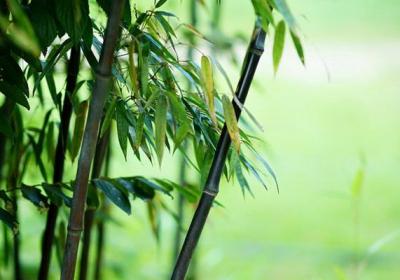 紫竹的种植方法
