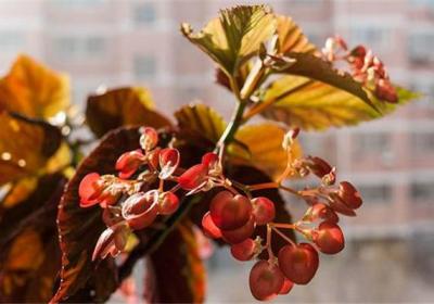 竹节海棠怎么施肥