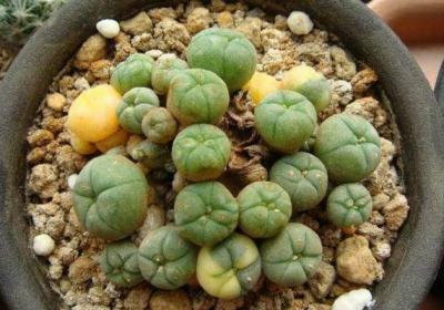 多肉乌羽玉怎么移植修根