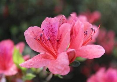 毛肋杜鹃的花期管理