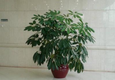 大叶伞掉叶子怎么办