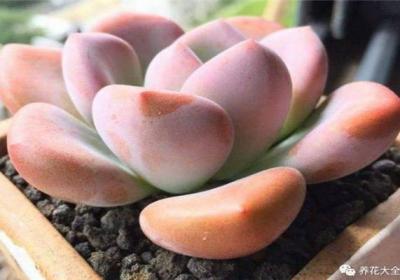 多肉怎么养会变胖？5个方法搞定！