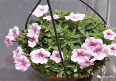 路边小花的种子取出来就能种,方法都在这！