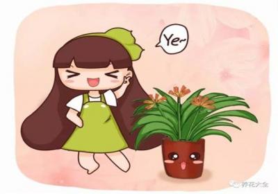 只需3招,蟹爪兰君子兰越长越旺,花朵咕噜噜冒不停！