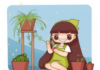 铜钱草叶子比碗大,绿萝疯长100米,到底咋养的？