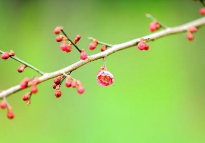 盆栽梅花怎么浇水