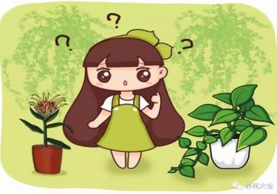 绿萝吊兰…竟然有30个品种！而你只见过2种！