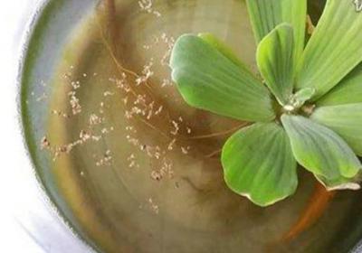 水芙蓉怎么养