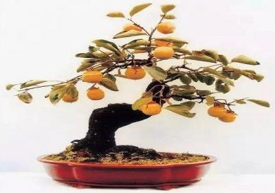 家里种这5种果树盆栽,风水好上加好！