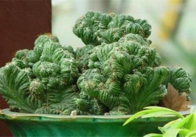 山影拳的品种