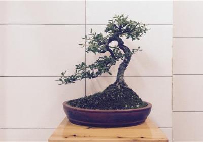六月雪盆栽怎么提根