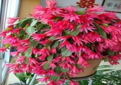 养花人最爱的3种黄金土,用它们养花,再也不施肥！