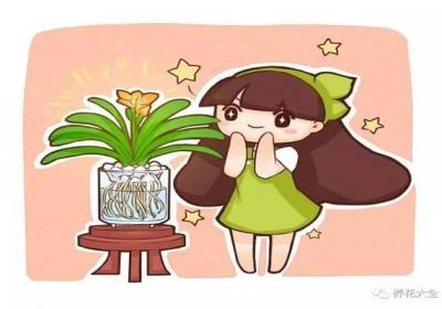 君子兰秋天这样养,长的超快,一年窜了3对叶！