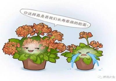 学了这几招,长寿能开大半年,花比叶子都多！