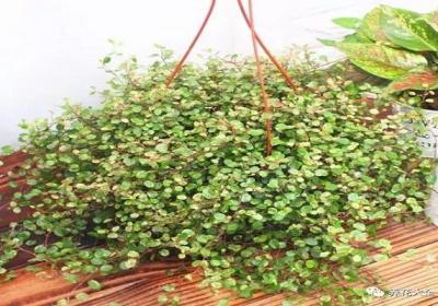 这13种花草爱疯长,随便养养整个屋子都装不下！