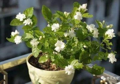 发财树吊兰的根白花花的又多又壮,叶子绿油油,咋养的？