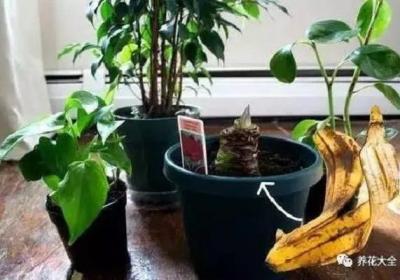 果皮比花肥还好使,放一点叶子不发黄,开花压弯枝
