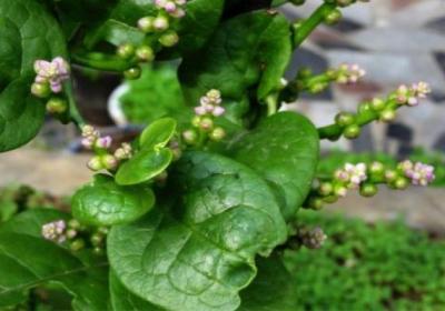 落葵的种植方法