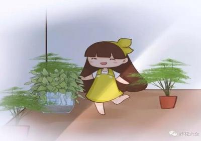 放在卫生间也能花开不断！这些花特别耐阴