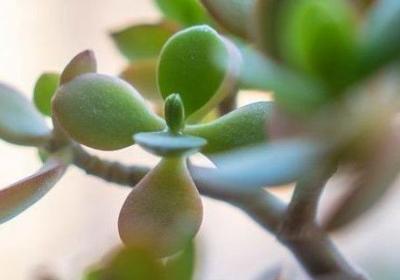 燕子掌夏天怎么养