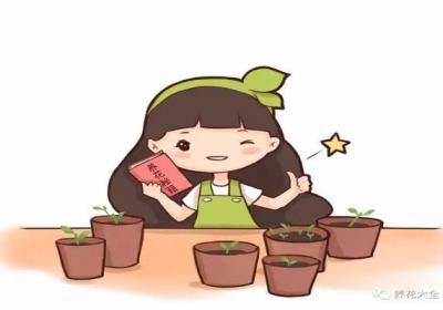 买啥发财树文竹多肉,1粒种子就能种出来！