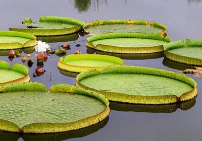 王莲的种植方法
