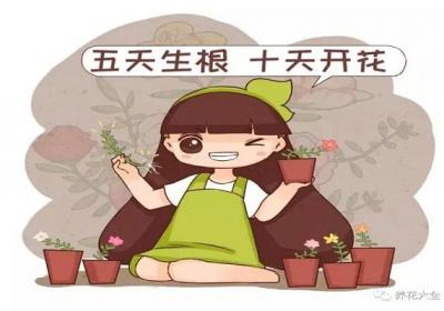 还在花钱买花,人家不用一分钱一盆变多盆
