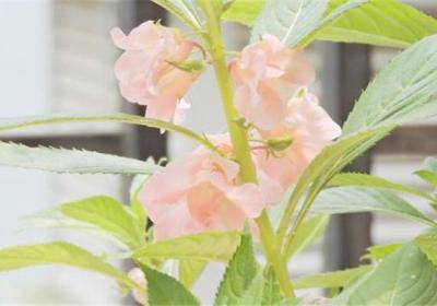 凤仙花夏季如何养护？