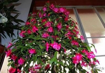 蟹爪兰到开花季了,这样养护让它开成一面瀑布