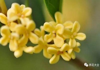 8月桂花飘香,还不赶紧采点儿,回去做好吃的！