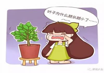 绿萝吊兰…叶子越来越薄,咋回事？