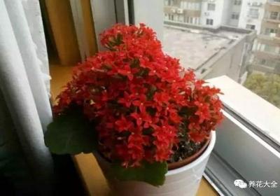 家里的花千万别摆这儿,小心破财招祸！