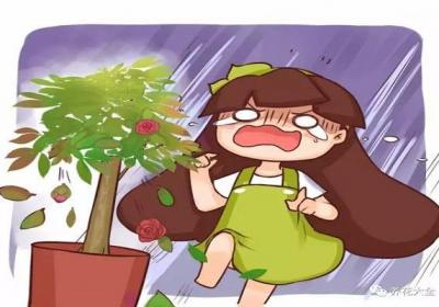 家里的花总是黄叶,表姐只用1招就解决了！