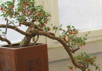枸杞盆景怎么修剪