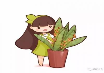 她家的绿萝1晚上长出来8个芽,都是因为做了这样一件事
