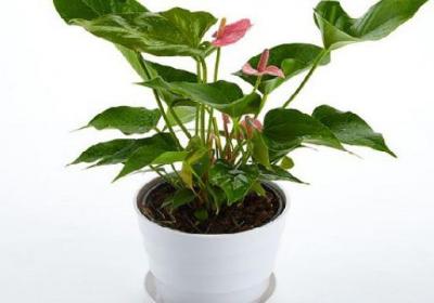 如何给花卉施肥