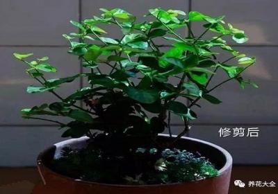 这些花趁着刚入秋赶紧修剪,花骨朵冒不停