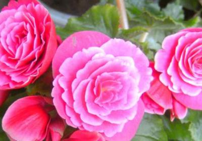 秋冬季节如何给花卉修剪？