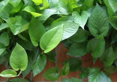 观叶植物如何施肥？