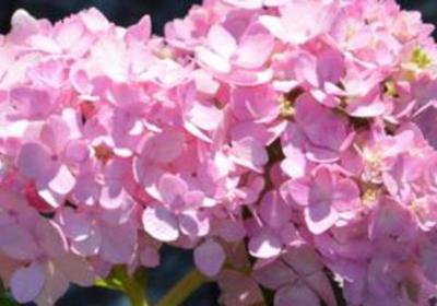 八仙花的花期管理