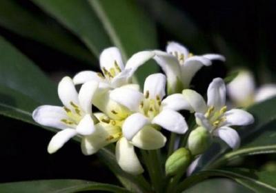 非洲茉莉冬季怎么养