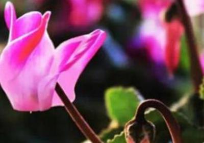 仙客来花茎变软怎么办