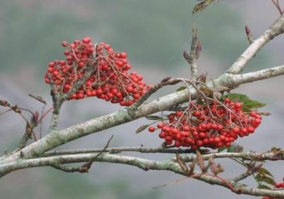 花楸怎么种植？