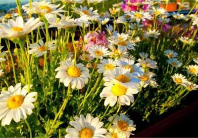 秋季怎么给花卉浇水？