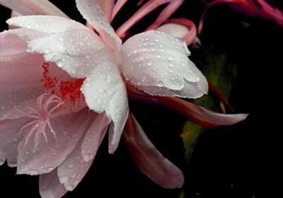 昙花摘下来如何保存？