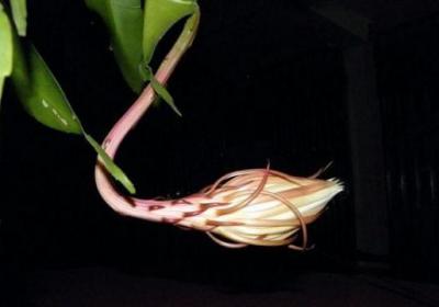 如何辨别昙花何时开花
