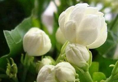非洲茉莉怎么浇水