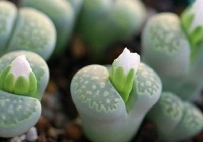 多肉植物如何播种