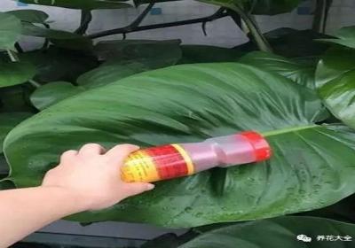 绿萝叶子居然有10个巴掌大,快看人家是怎么养的！