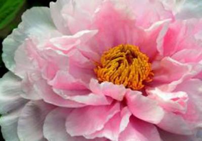 牡丹花花芯发黑怎么办？